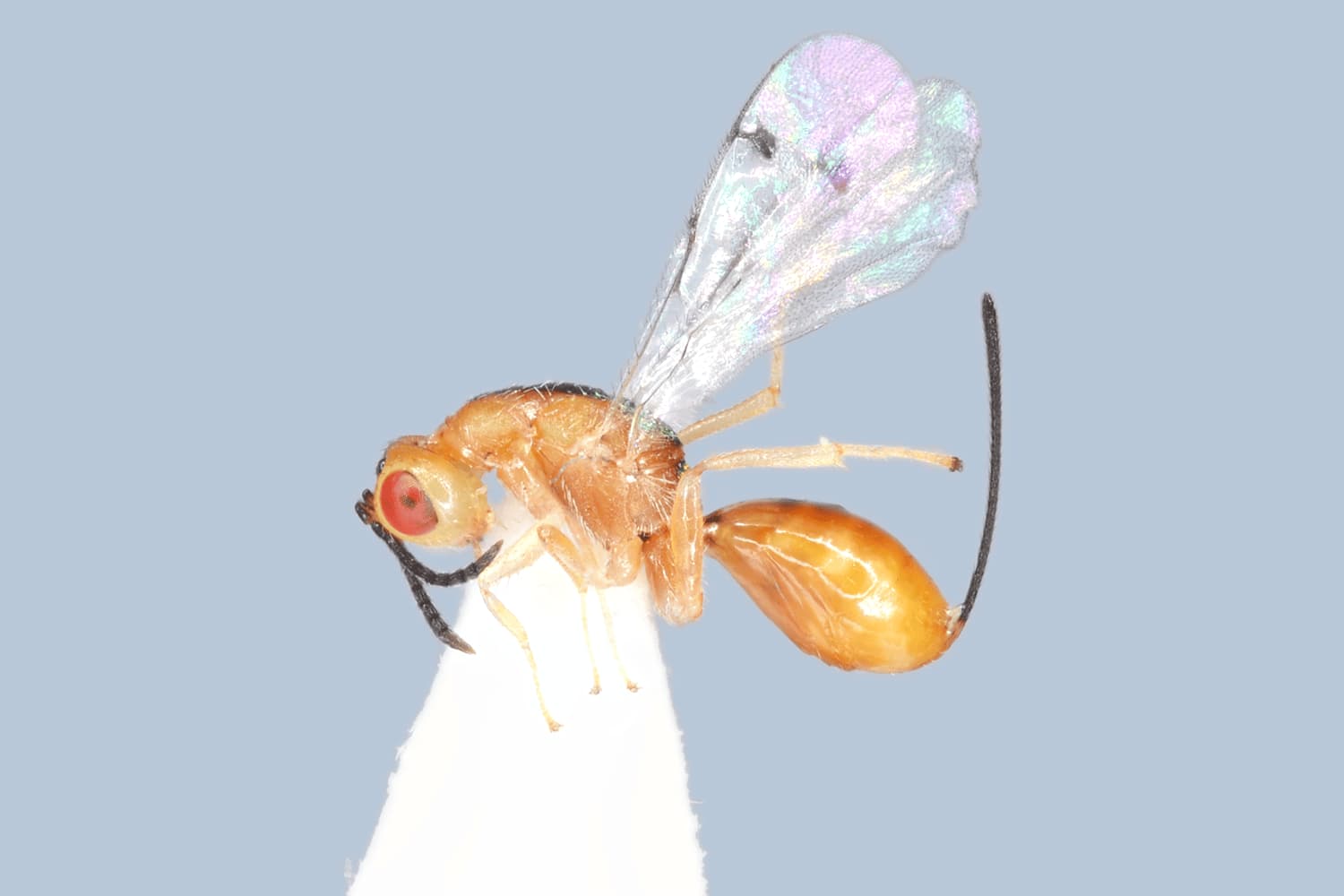 Default image